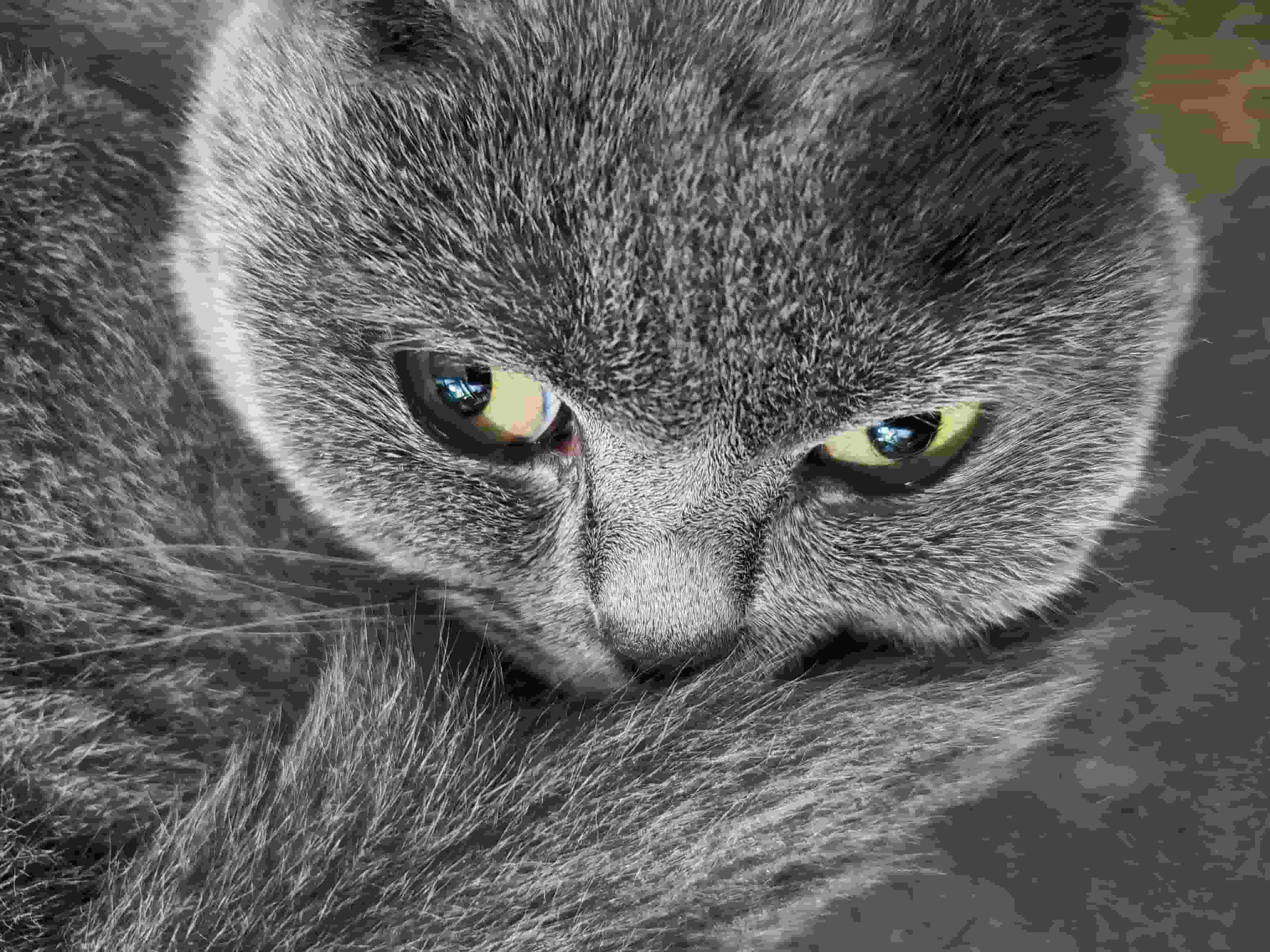 A blue British Shorthair cat