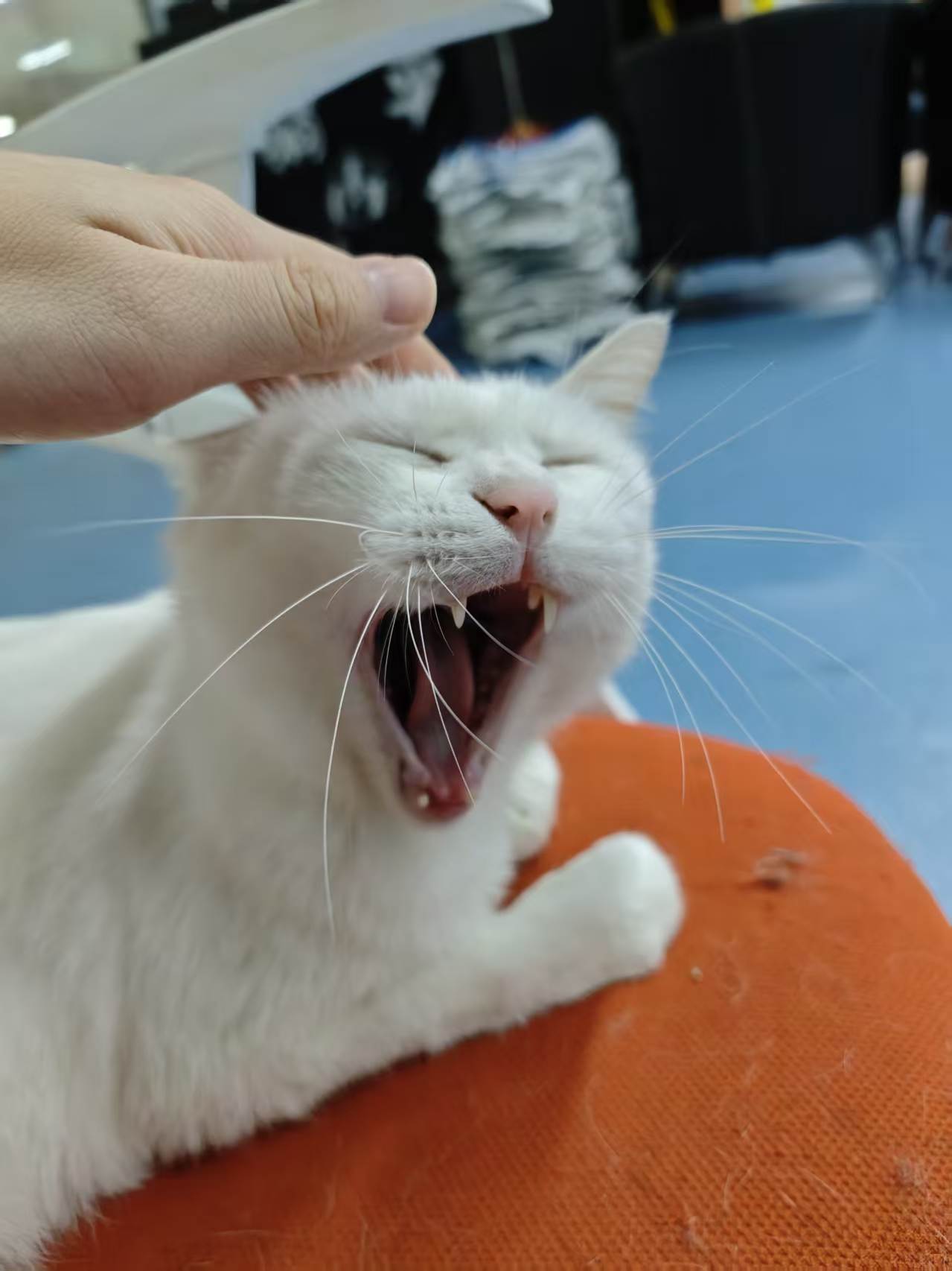 Cat resting peacefully