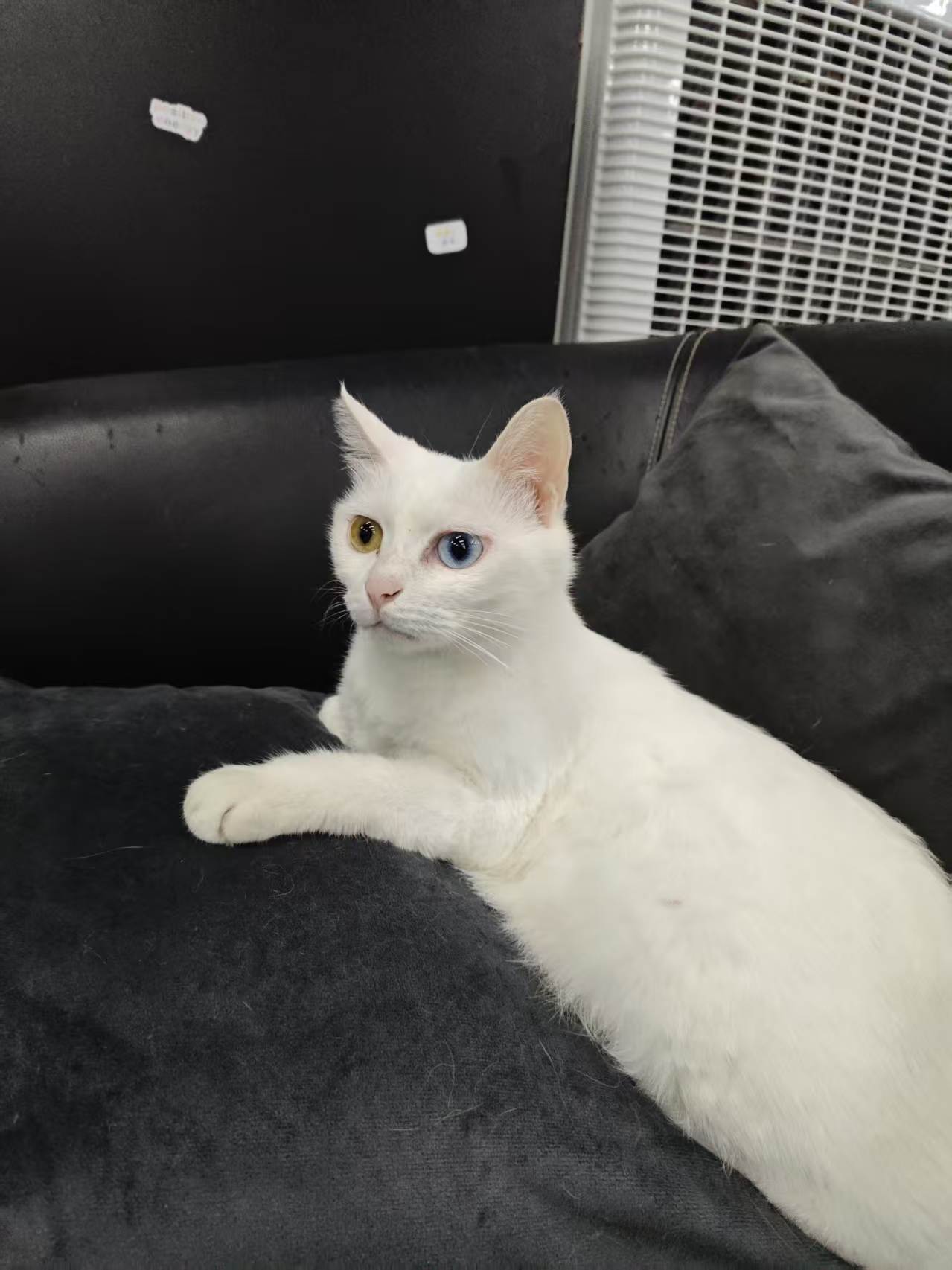 Owner and cat bonding