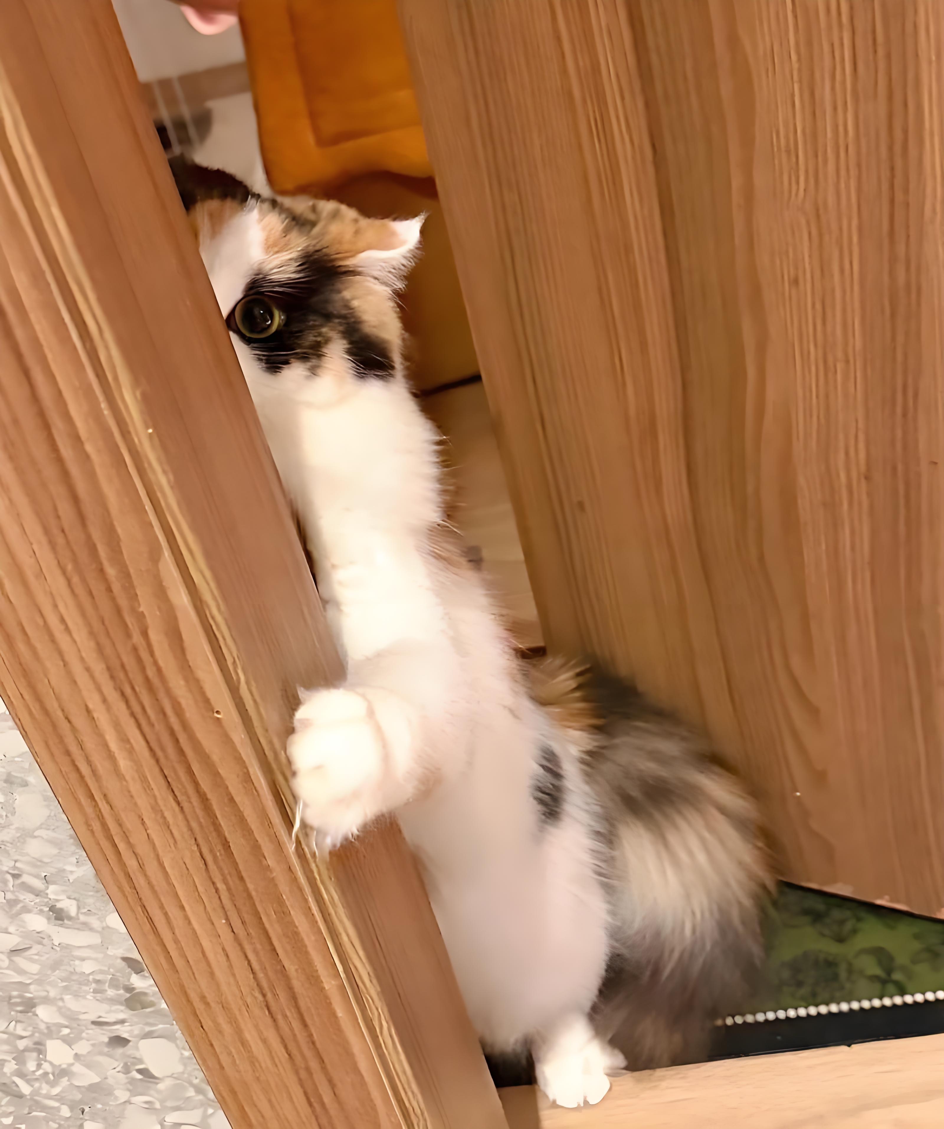 A calico cat peeking out from behind the door