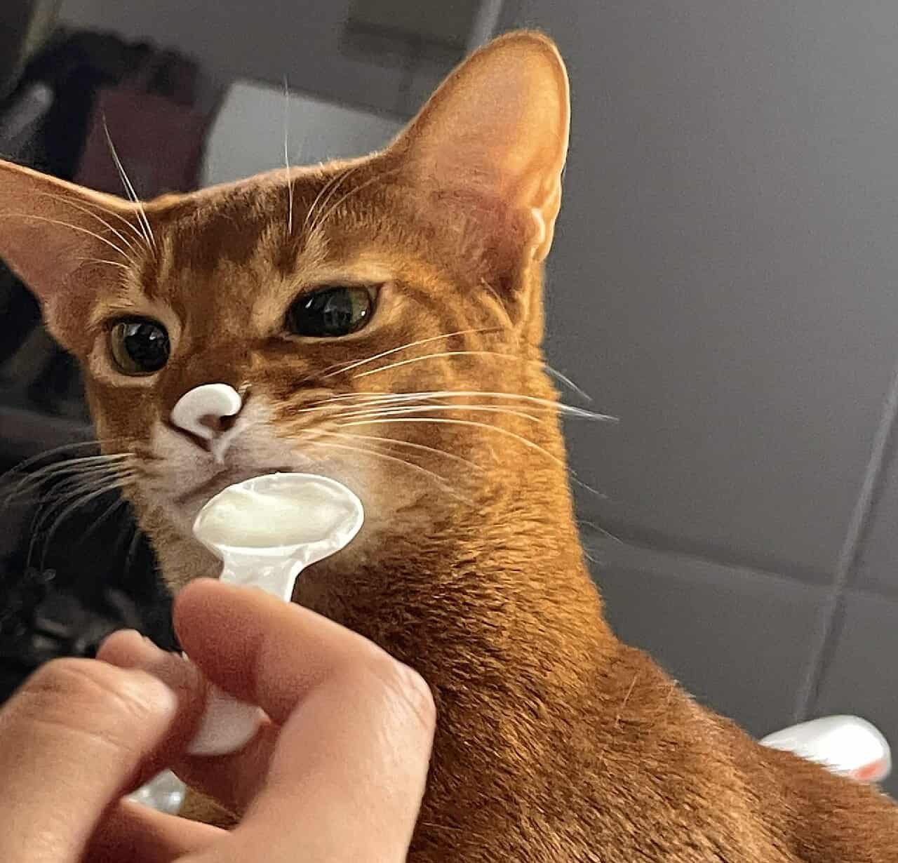 Indoor cat eating yogurt in a small apartment