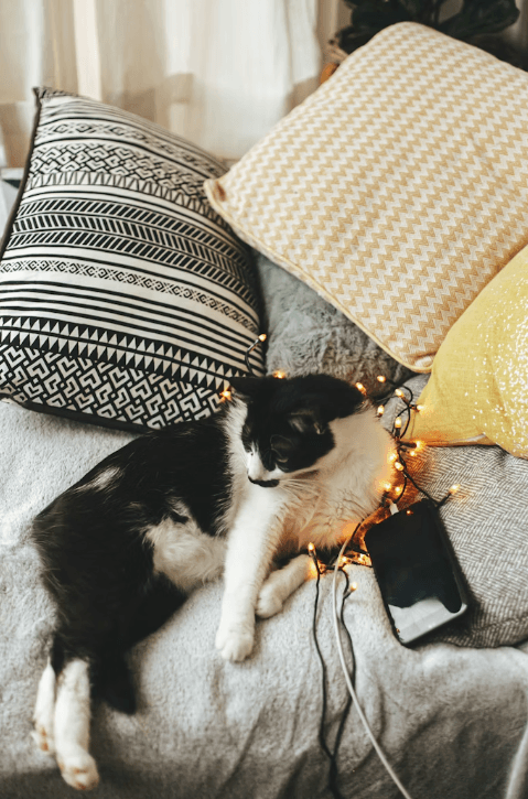 A cat listening to the music and sleeping in a cozy bed