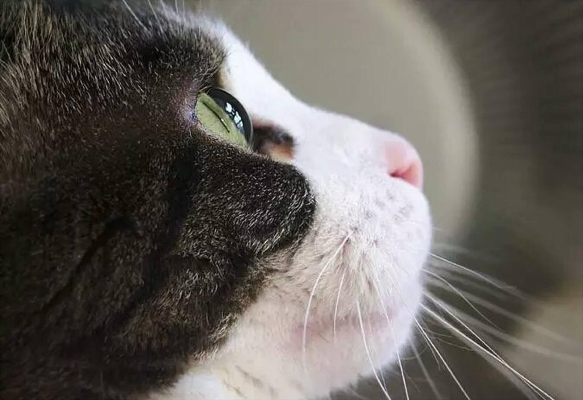 A cat looking out through a window