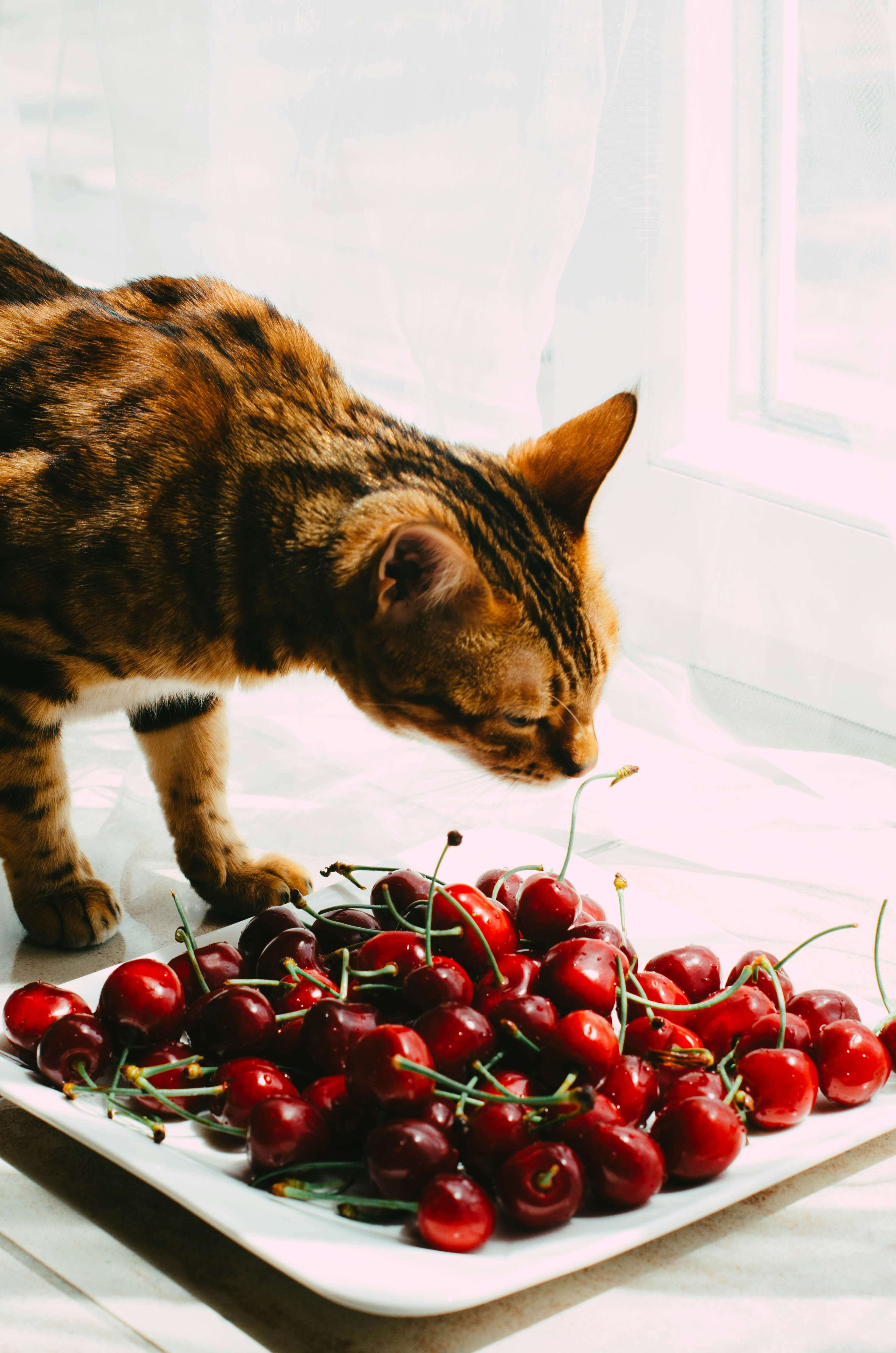 An orange cat sniffing fresh red cherries