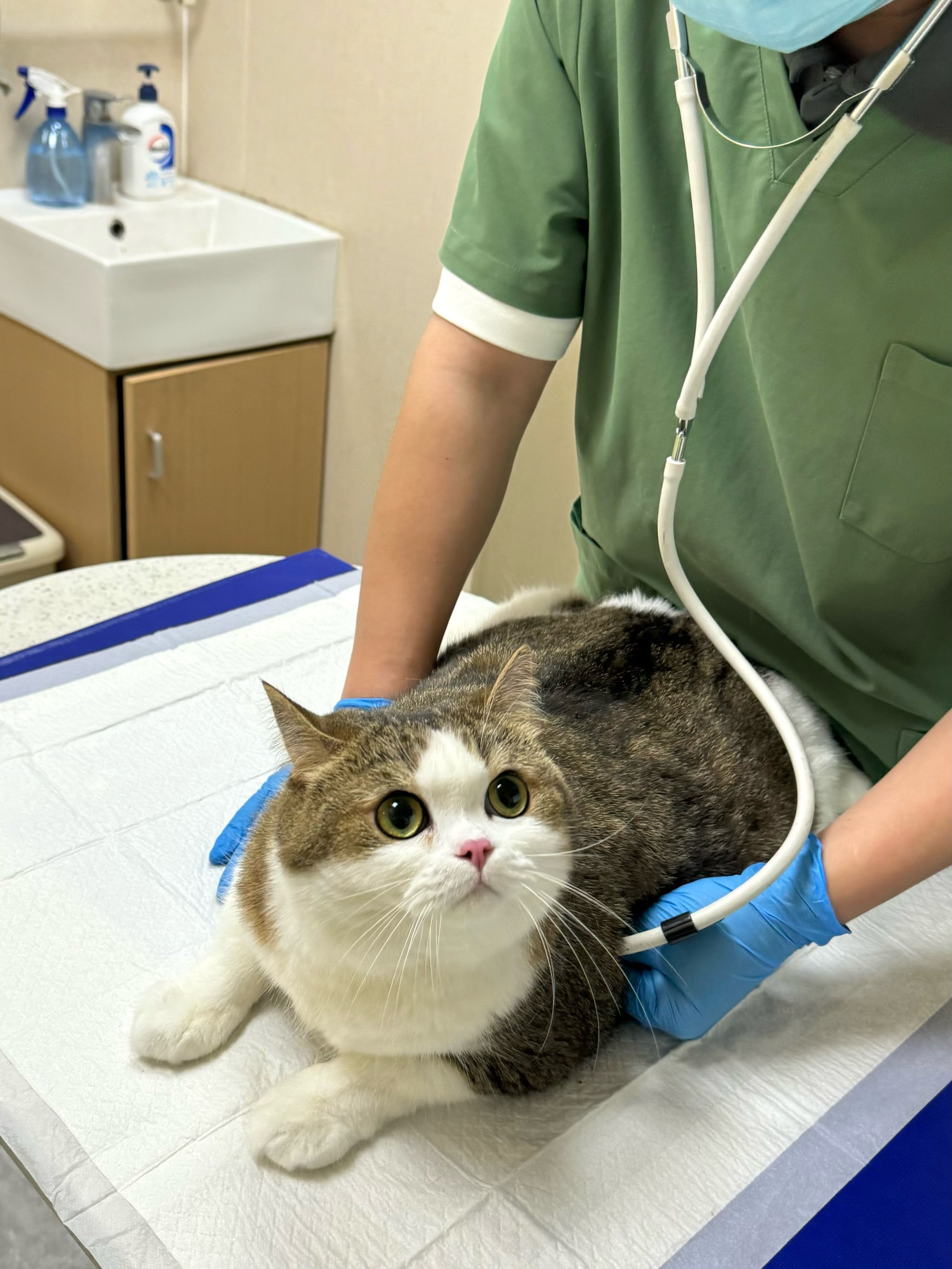Cat seeing a doctor