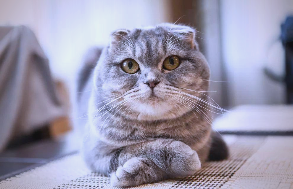 cute Scottish Fold cat