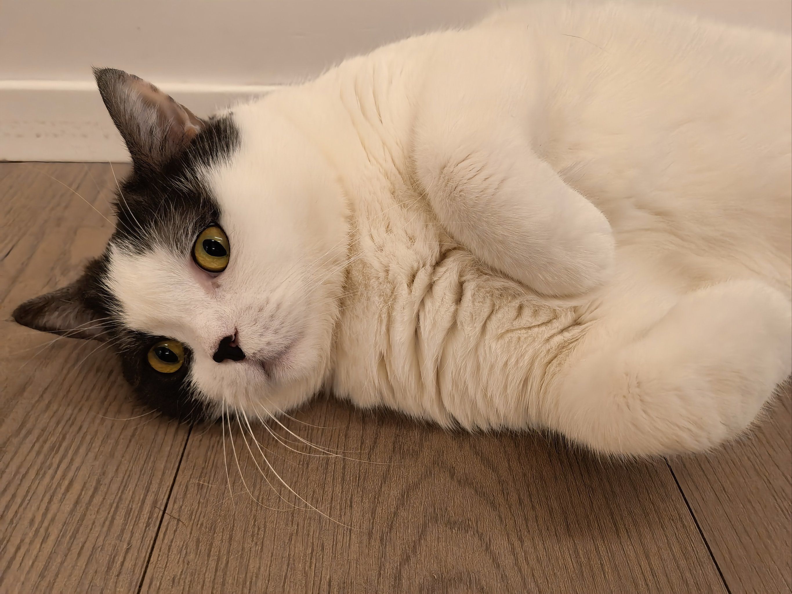 Cat lying comfortably on the floor