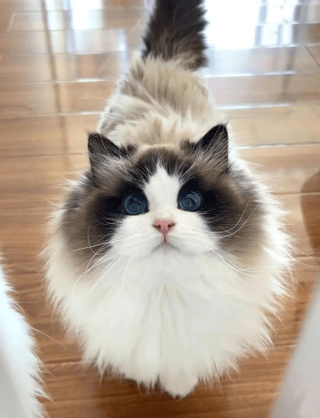 Ragdoll cat