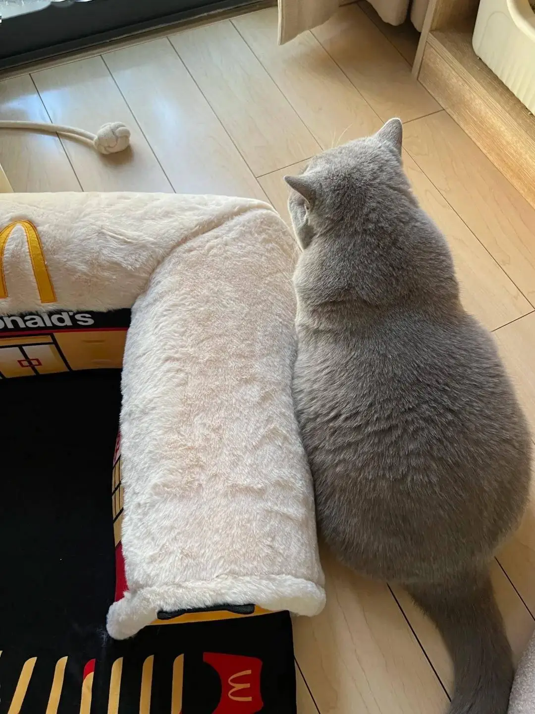 Overweight indoor cat resting in a small apartment living room, showing healthy weight comparison for apartment cats