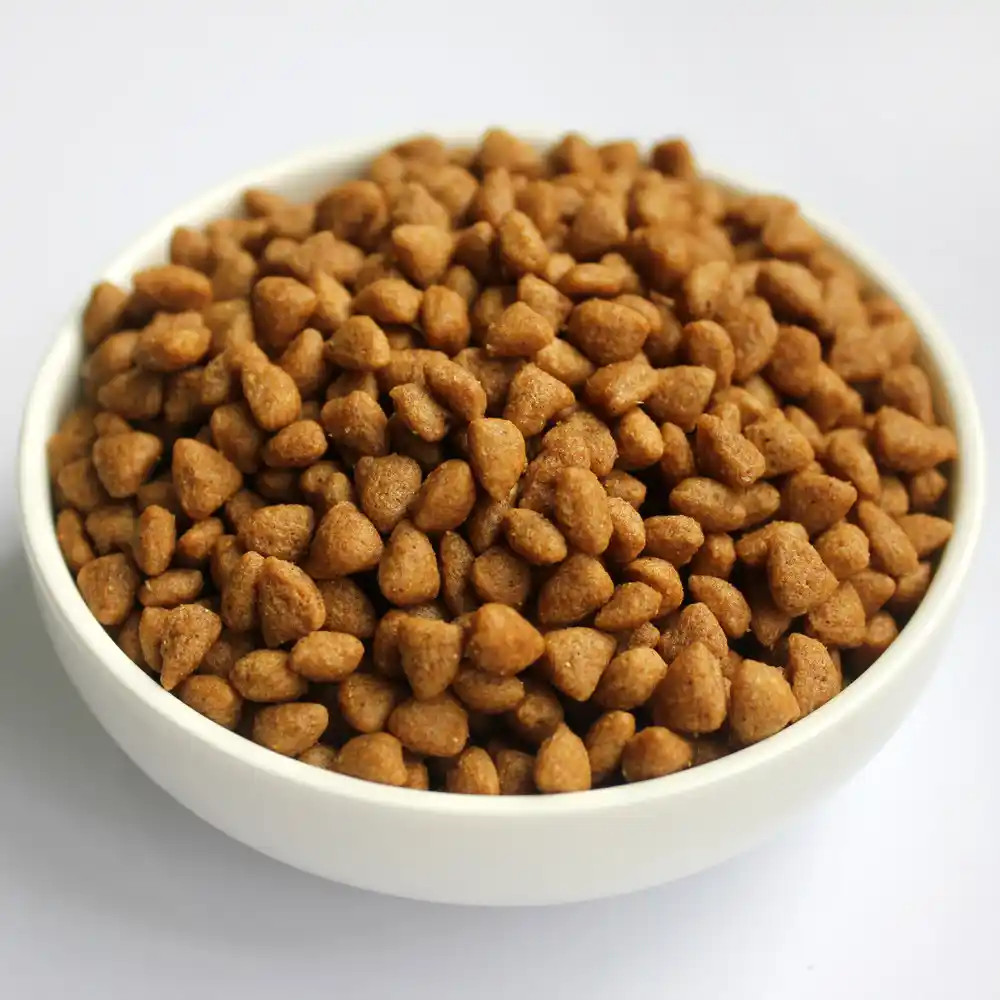 Measured portion of cat kibble in a bowl for indoor cats in a small apartment