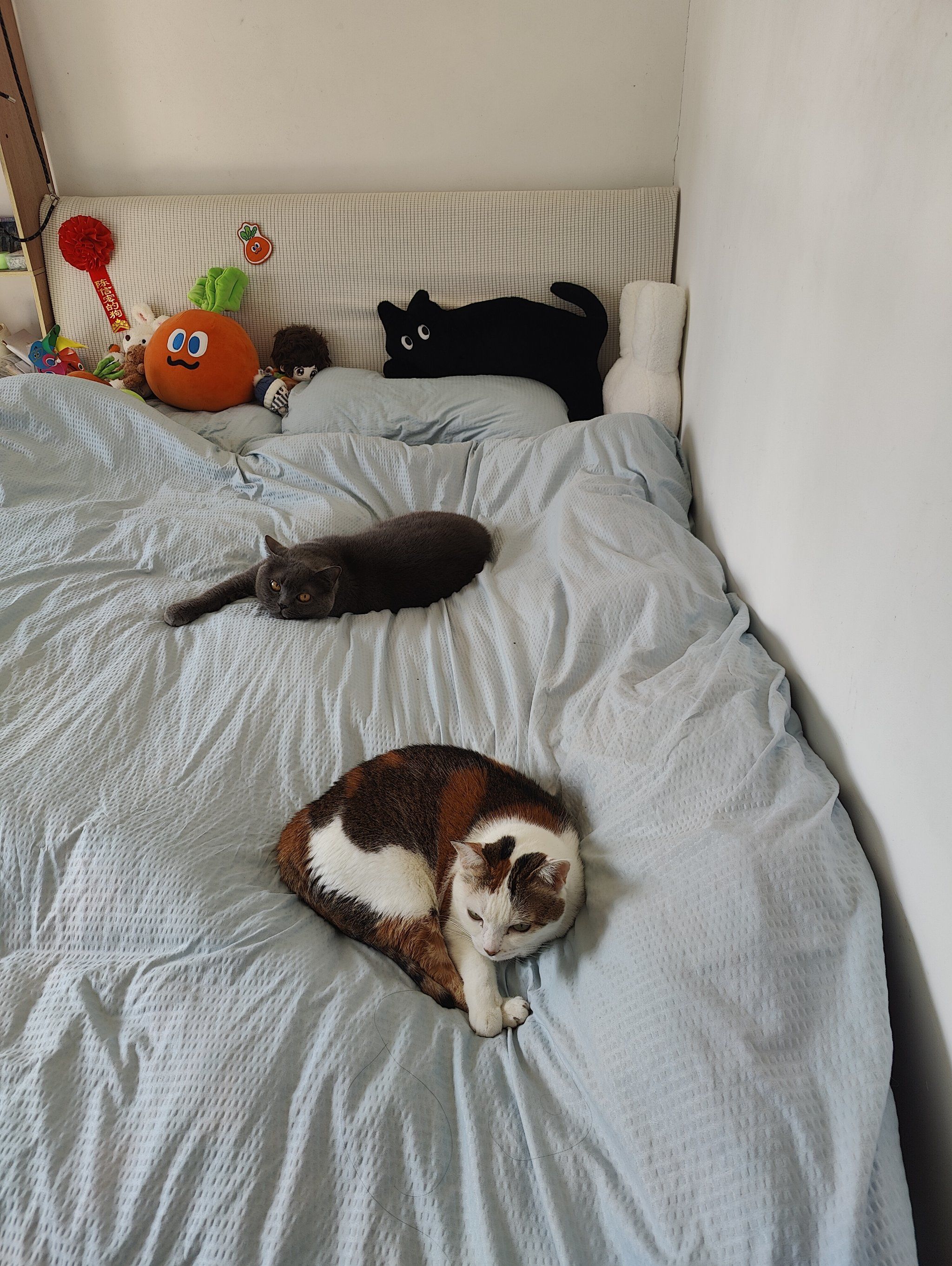 Two cats lying on a bed in a cozy bedroom